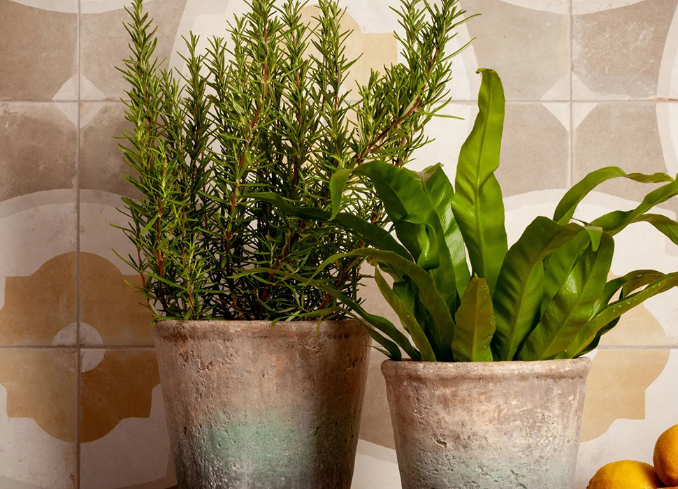 FS Farfalla - фото 5